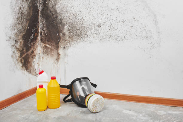 Best Affordable Mold Removal  in Belleville, WI