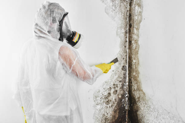 Best Mold Remediation Services  in Belleville, WI