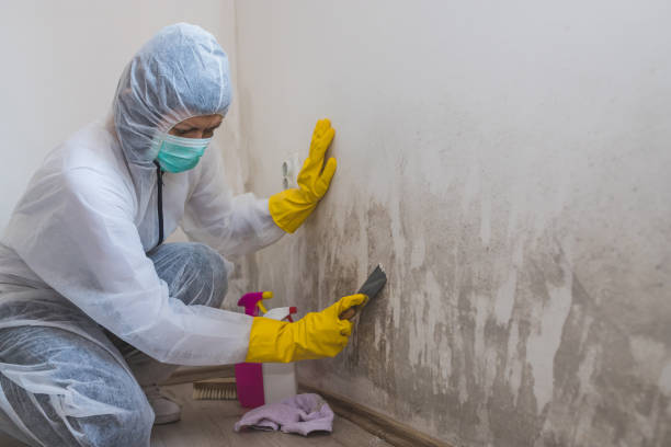 Best Emergency Mold Removal  in Belleville, WI