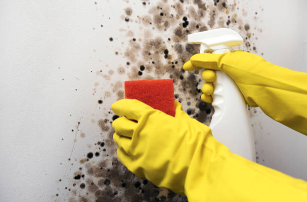 Best Mold Testing  in Belleville, WI