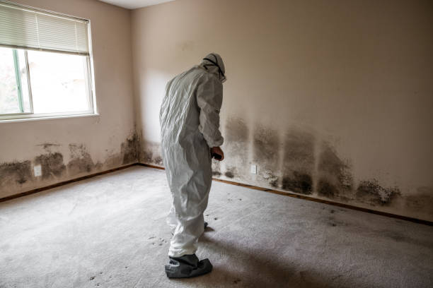 Best Residential Mold Removal  in Belleville, WI