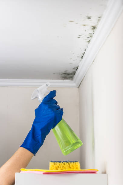 Best Certified Mold Removal  in Belleville, WI