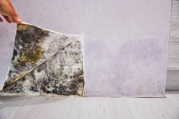 Belleville, WI Mold Removal Company